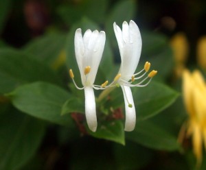 honeysuckle