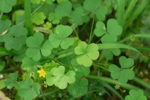 woodsorrel